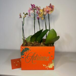 Box Orquídea Phalænopsis M